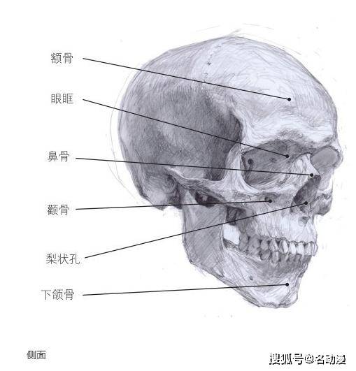 想要准确地画出动漫人物的头部,首先要了解人体头部骨骼结构,因为很多