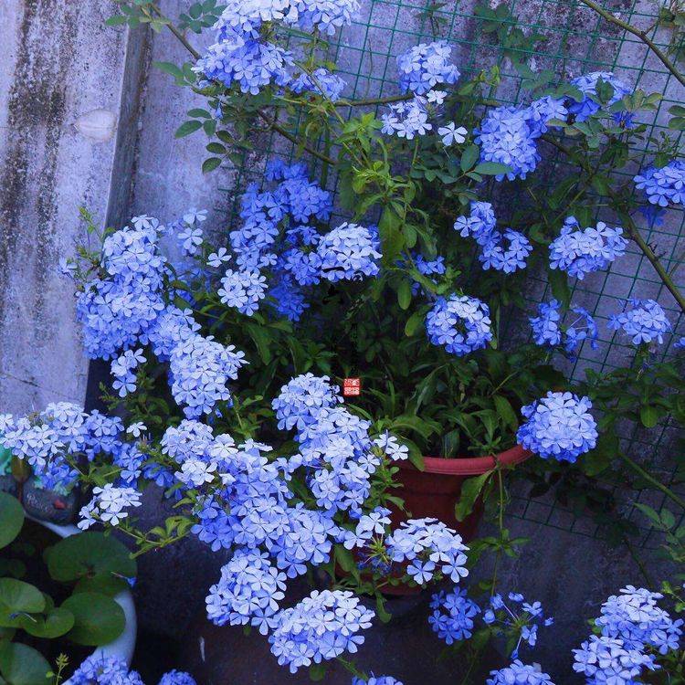 面粉是什么植物长成的 872d00ff21d34a5c9d46c9b7069c7bfc.jpeg