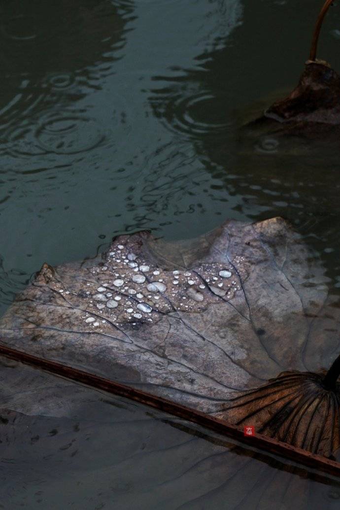 留得残荷听雨声