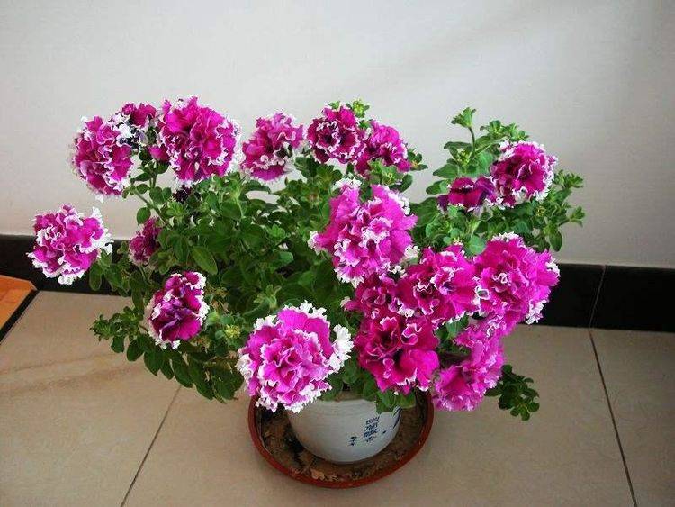 什么是花卉什么也是花卉 dc080edbe486406dae9991deca21bdee.jpeg