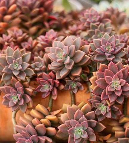 多肉种子几月份种 ed3846fe6fab4cc78c4f61fdfdddc0f2.jpeg