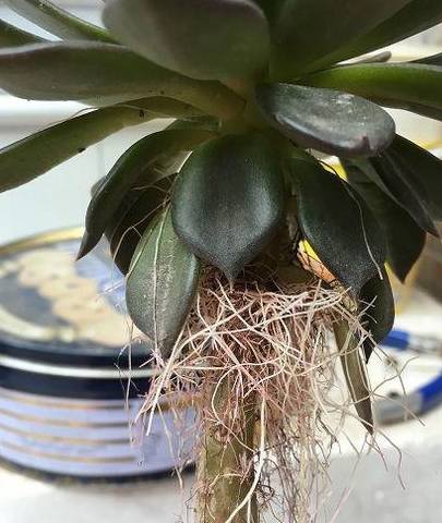 多肉怎么长粗杆子 7cf5436dfcdb4492ae28a0c7732ae0a9.jpeg