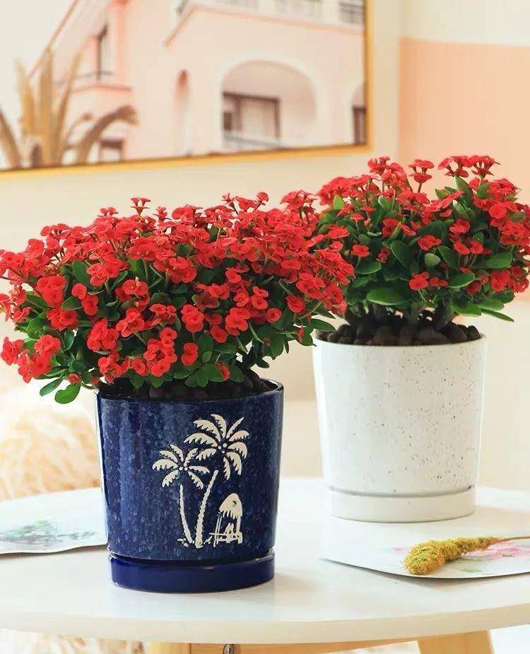 适合家里养的花一年四季都开花 dc1dc228759946f2bc61442f7c09767a.jpeg