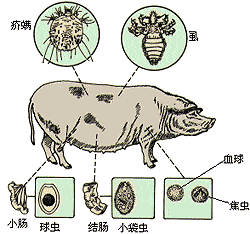 猪驱虫的准确时间和正确方法,这病严重影响猪的生长!