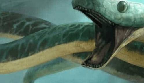 梦境解析，梦到龙与蛇交战，蛇亡之象的深层含义探索