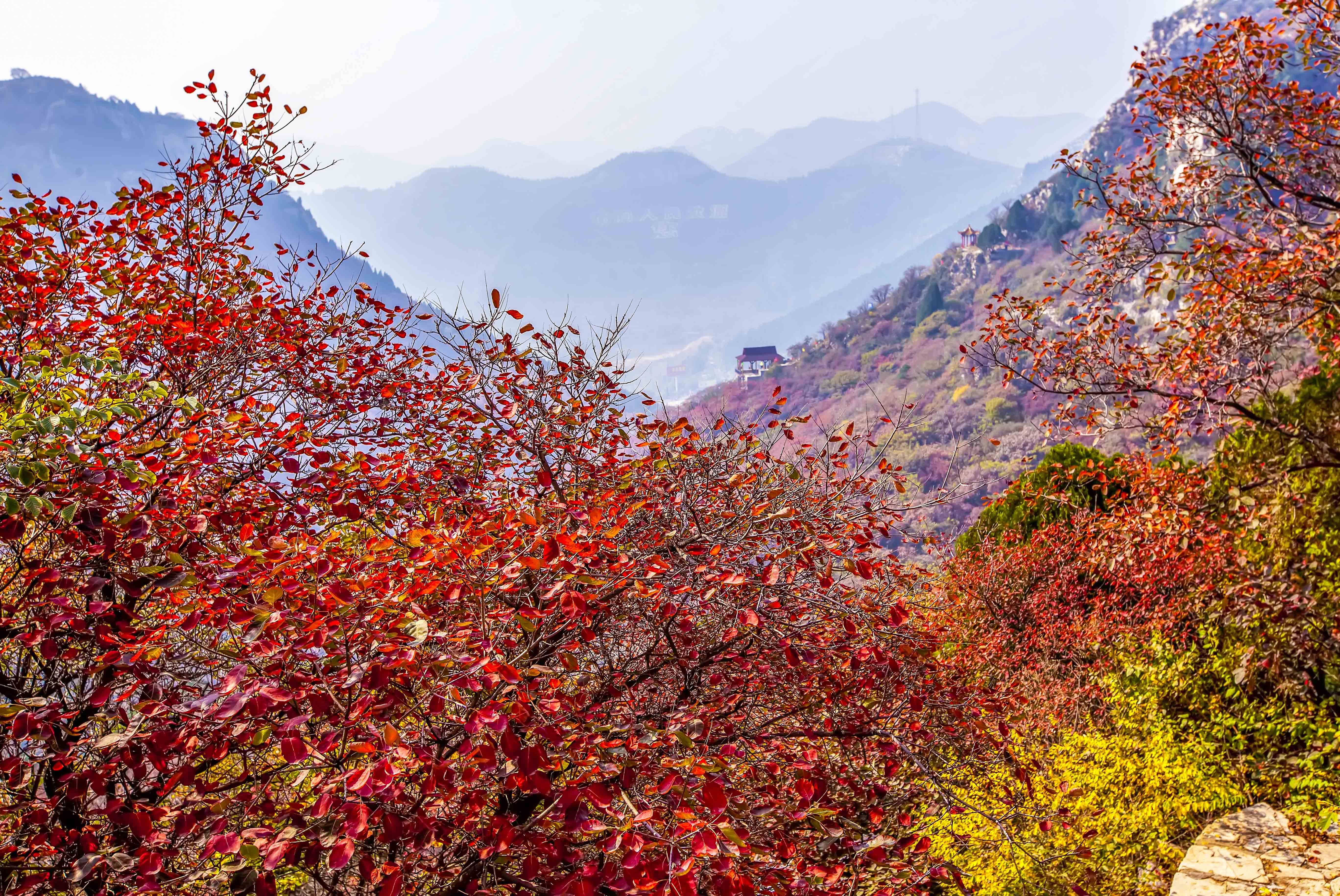 山不在高有红叶则美秋日里的石门坊美若仙境漫山红叶等你来赏