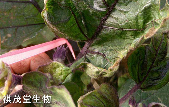 茄子紫花病毒病的发生症状和原因,怎么治茄子紫花病?