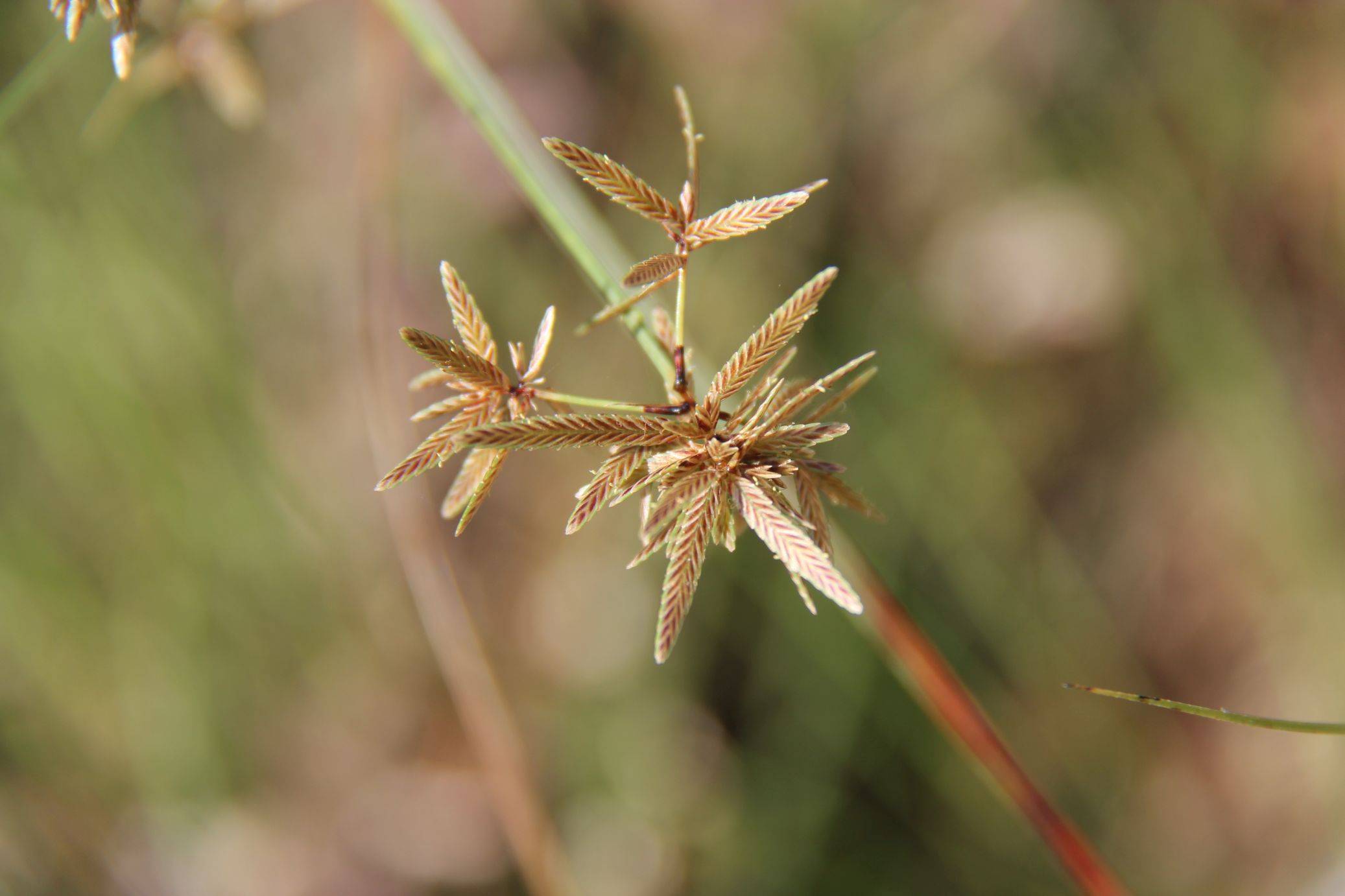 庆元植物1336-莎草科-扁莎属-球穗扁莎