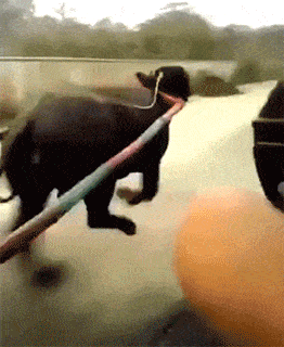 牛,快点跑,今晚媳妇做了红烧肉,晚了就没有了