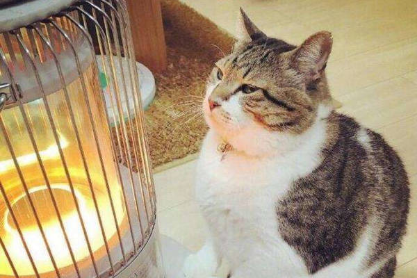 别开电暖器给猫咪取暖,谨防猫咪烫伤!