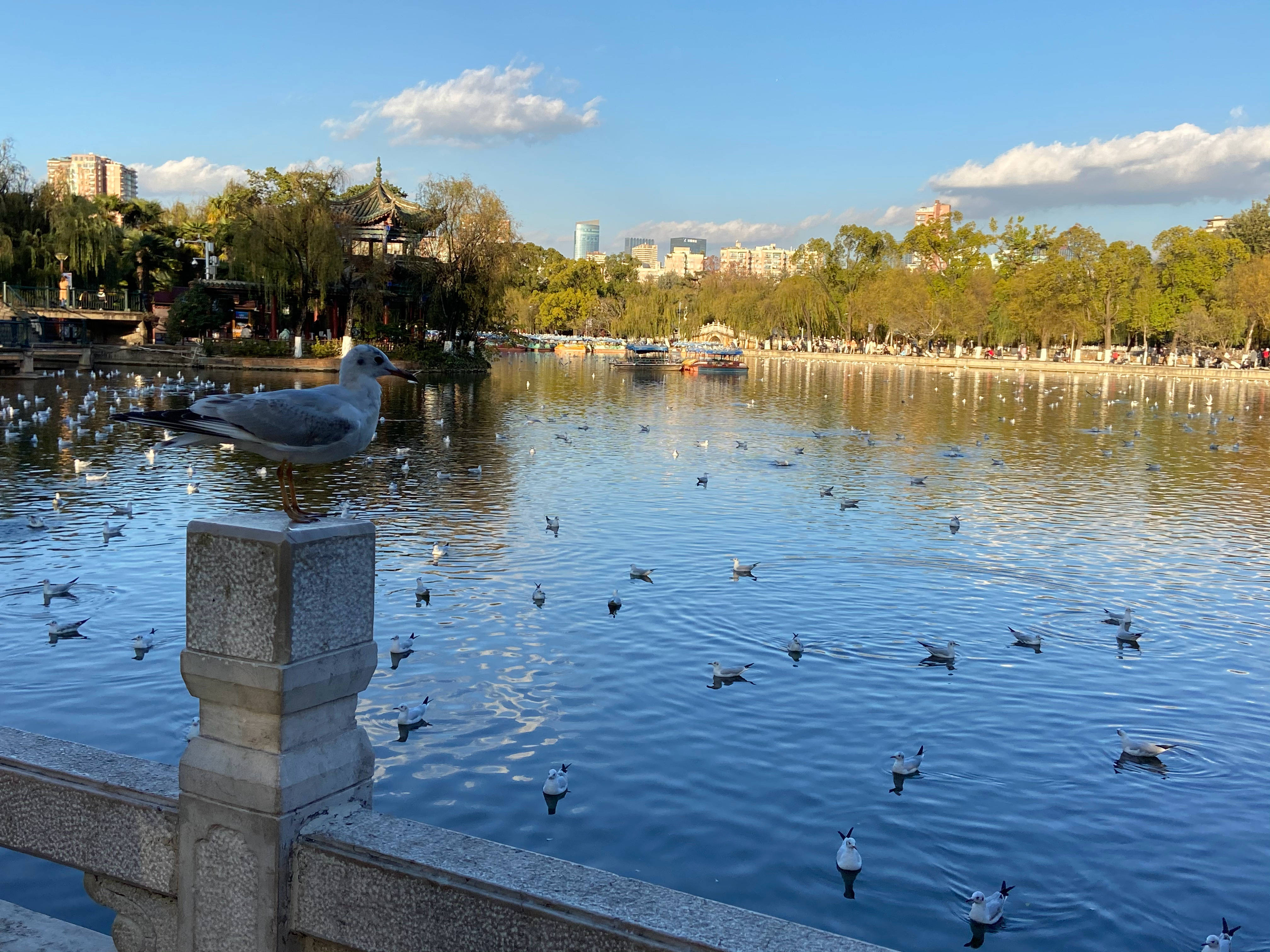 翠湖公园,昆明历史的记忆,有红嘴鸥和盛景,随处都有不