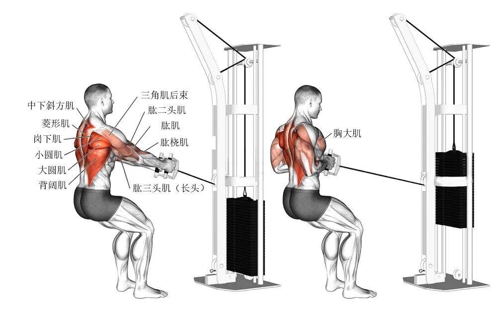 坐姿划船-seated cable row 站姿划船-standing row 俯身划船-bow