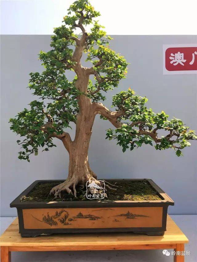 红果盆景欣赏