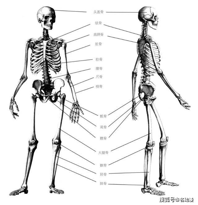 骨骼的正面与侧面认真观察人体骨骼的构造,对我们绘画有很大帮助,同时