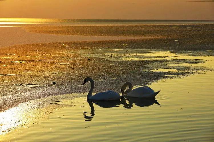 湖中天鹅曲谱_湖中天鹅照片(3)