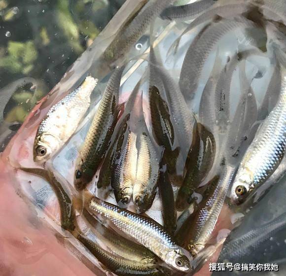 原创乡下人以前嫌弃的小河鱼,如今变成稀缺货,几十块钱一斤抢着要