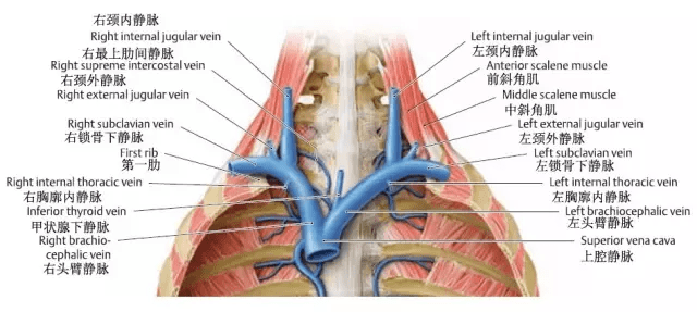 头臂静脉brachiocephalic vein 又称无名静脉innominate vein左右各一