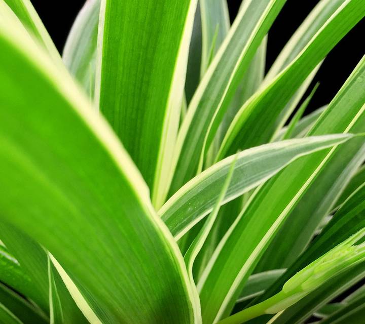 阳台种什么植物好看又耐养 d08299517cd04df9832c06be5fdcc441.jpeg