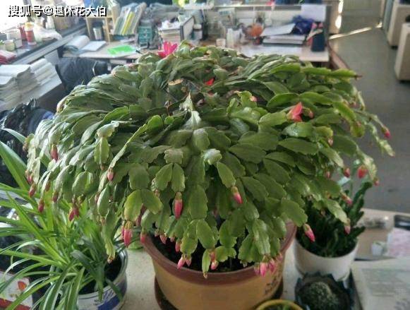 怎么养花才能长得茂盛 f8c1fbda93df4cfcb4f929501e627360.jpeg