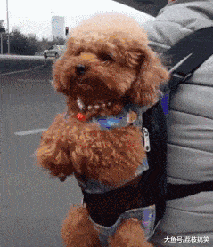 搞笑gif段子:如今掌控财政大权的男生可不多了.