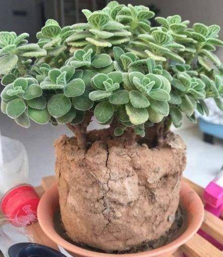 养花的土越来越硬怎么办 e53e3b359ae84ecc85428fcffdc94a79.jpeg
