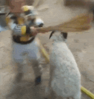 搞笑gif段子:前面我带走了,后面的我留给你们,别说我小气哦!