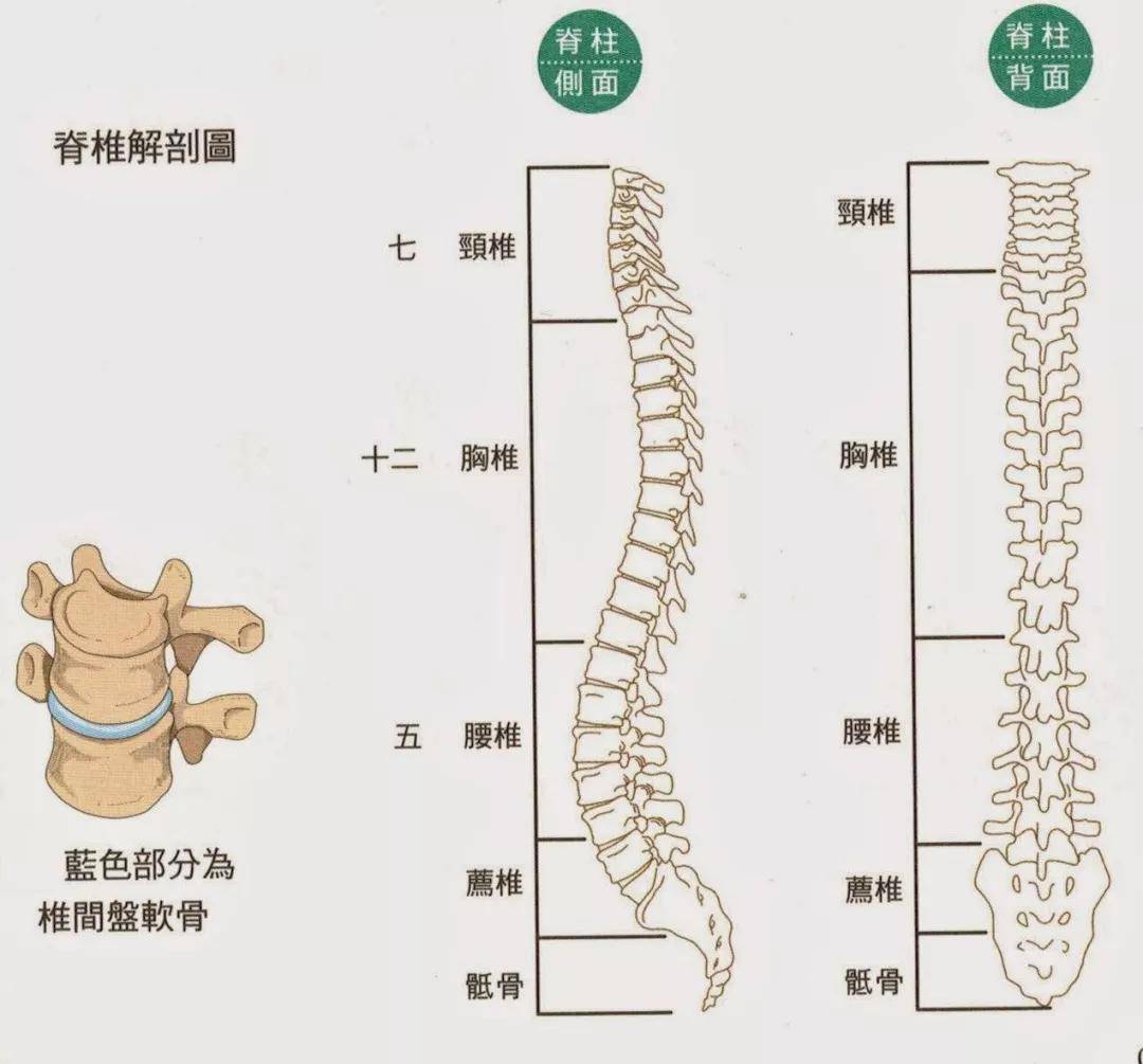 颈椎1-3节,称作"风寒关";胸椎3-5节,称作"气血关";腰椎5-8节,称作"