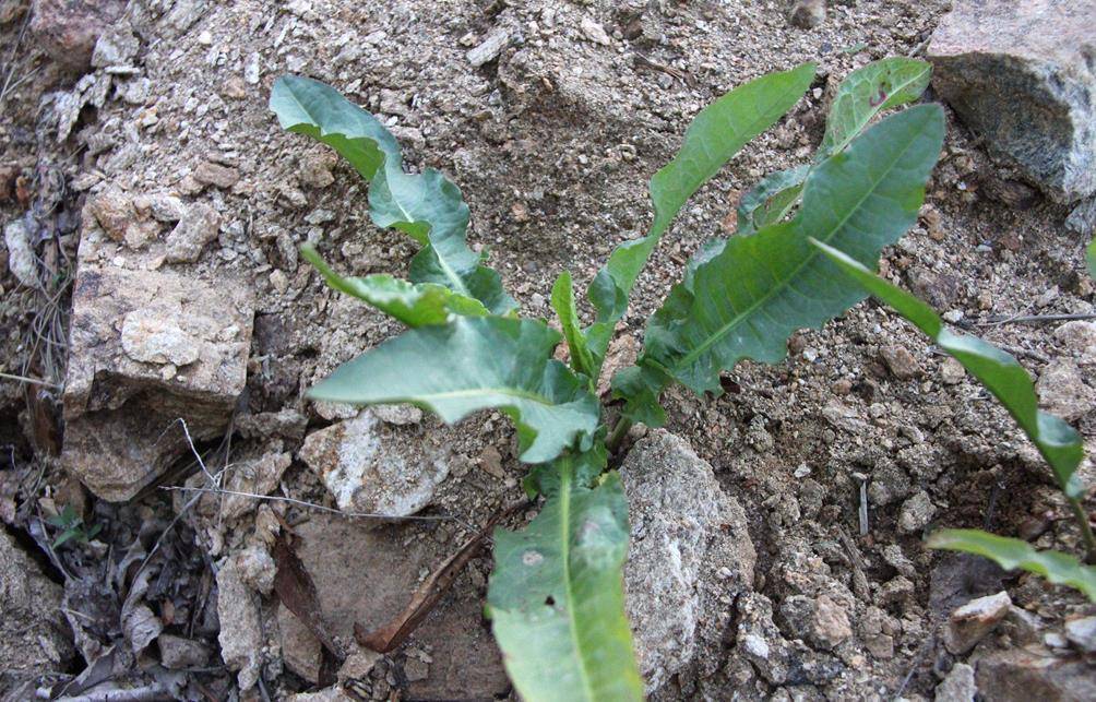 农村一种植物,根含"黄金",烫火锅味道好,是城里人喜欢