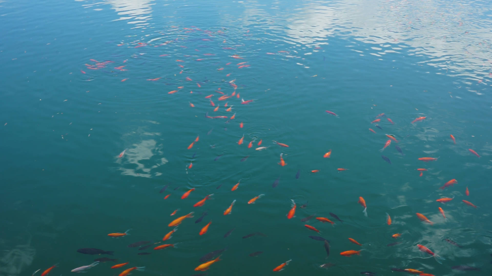 杆，看向湖面，彩色的鱼儿游来游去，追逐嬉戏，成群结队的，好不热闹。