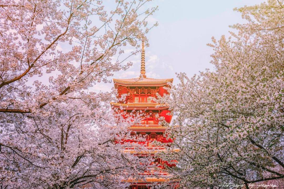 [地方志]国内私藏的秘境，2000亩樱花即将盛开！不输武汉日本，还免费...-BB姬