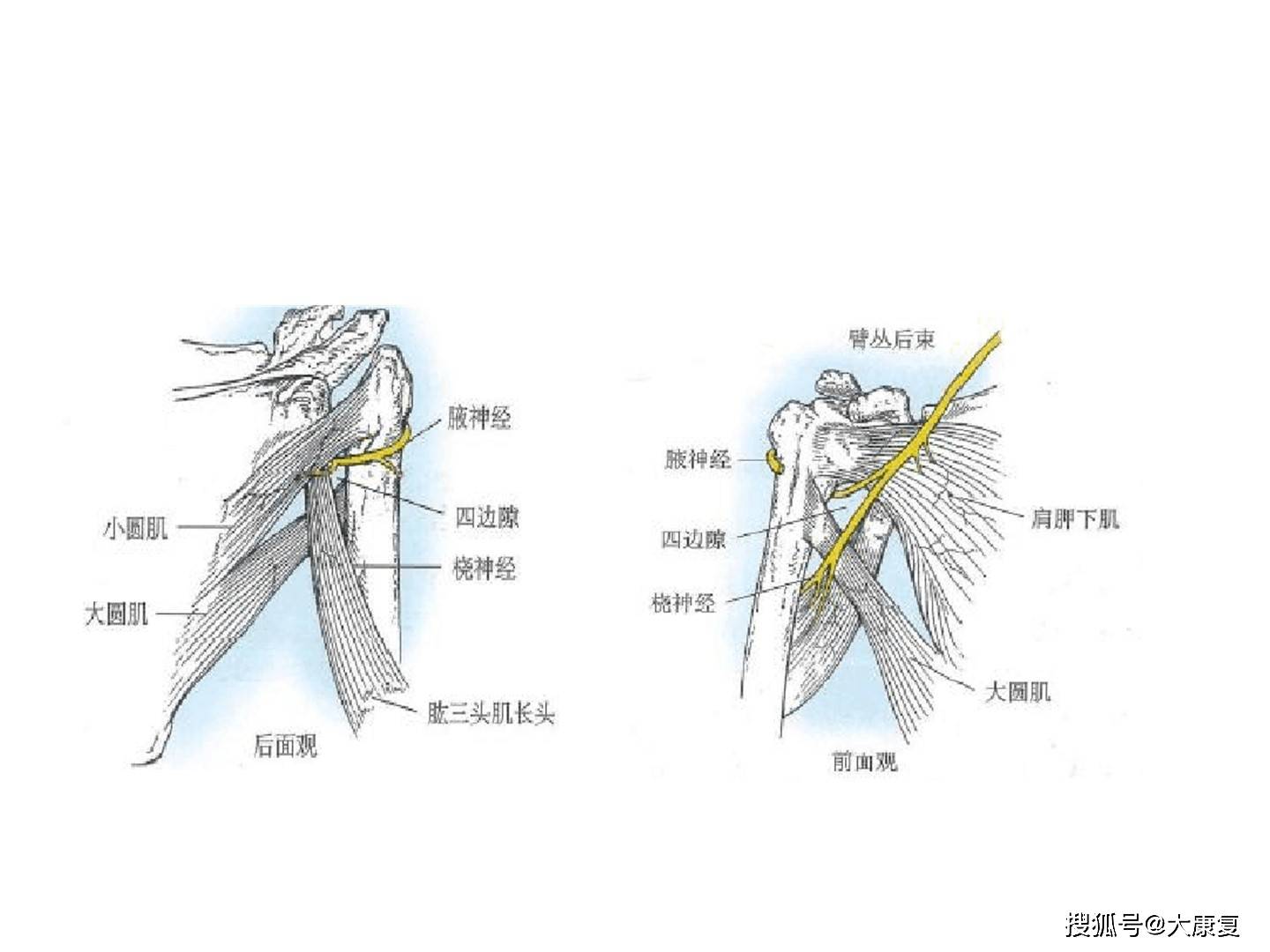 和肱骨头以及周围的肩关节囊和韧带组成,正常情况下肱骨头在关节盂内