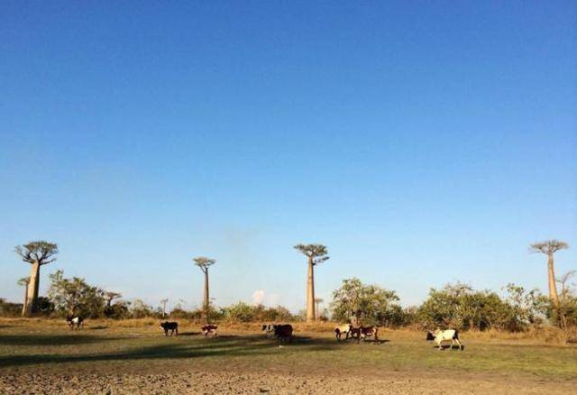 马达加斯加gdp_马达加斯加概览与经济数据(3)