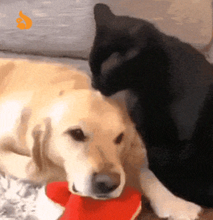 原创尴尬!房子隔音差,邻居干柴烈火时,我家的猫在一旁偷听