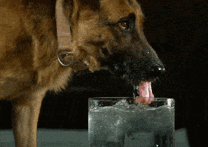狗狗喝水看起来像是在舔,其实狗狗的舌头像是一个勺子的形状.