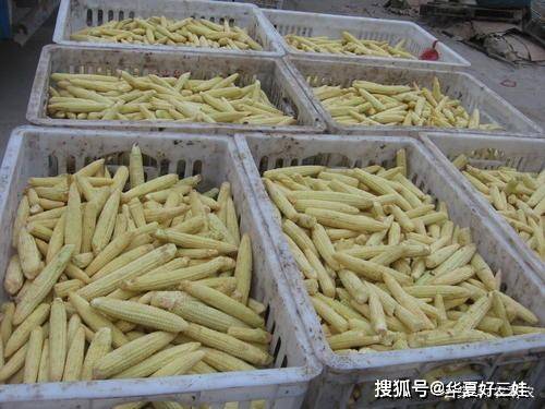 玉米笋怎么吃 db1c003d44d14fb28a89e6a35bde98ed.jpeg