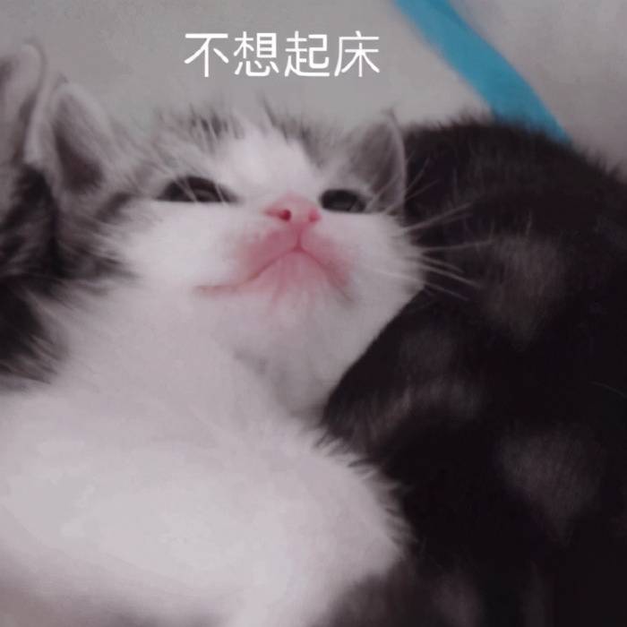 猫咪表情包合集在出来玩