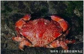 世界上几种有毒的蟹,食用1只就可夺人性命