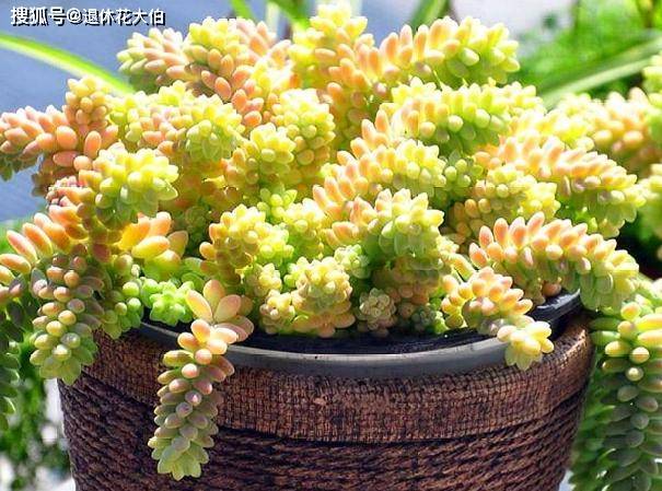 多肉怎样才能养出缀化 037c35ca431d44b7bf52814d03192cc9.jpeg