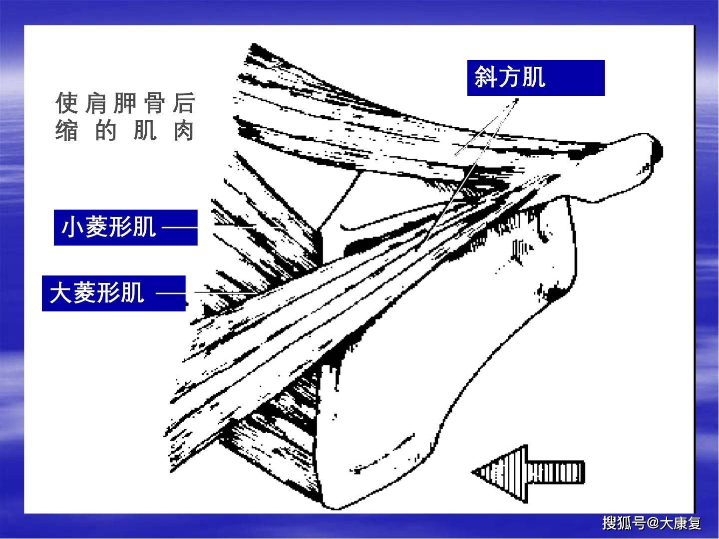 上肢关节与运动关节的肌肉