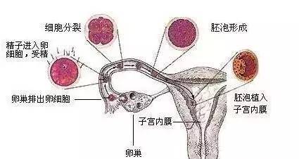 鲜胚冻胚囊胚区别在哪哪个成功率更高