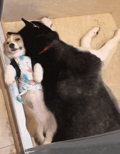 搞笑gif段子:我室友说这条裤子2000多,我不信,直到我关了灯