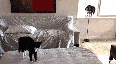 搞笑gif段子:狗子一脸懵逼,这都是什么操作