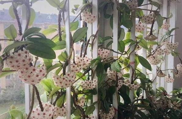 怎样种木香花 49b7906514ef4ded931bc4b9294ac606.jpeg