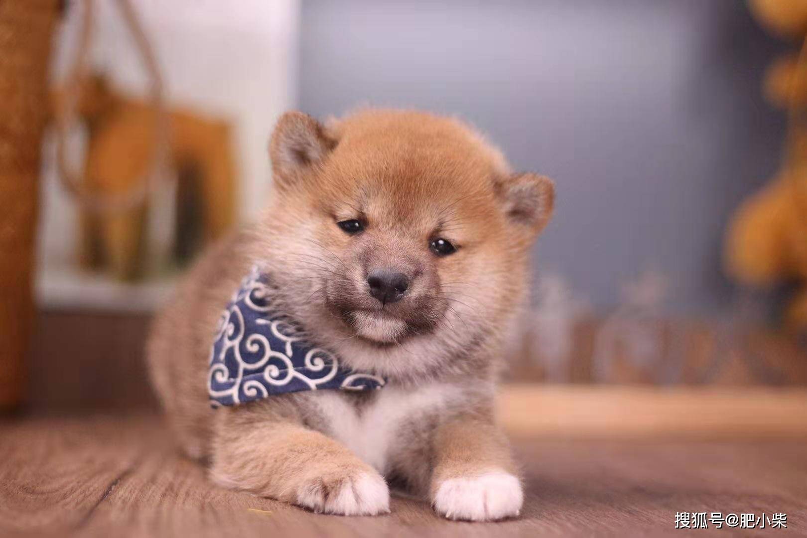 柴犬智商排名_柴犬智商排名第几(3)