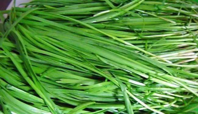 怎么种韭菜最简单方法 3dbd59ecc286415ab1f4bcc00021e2f2.jpeg