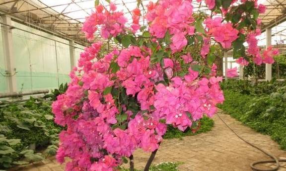 三角梅开花期怎么变艳 6eb5df2b08124dfe8227dd6b2350d3ae.jpeg