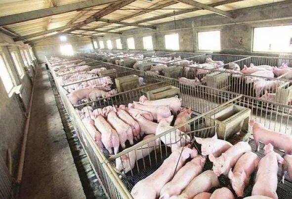 养一只猪能创造多少gdp_一只猪侧躺着像人的图