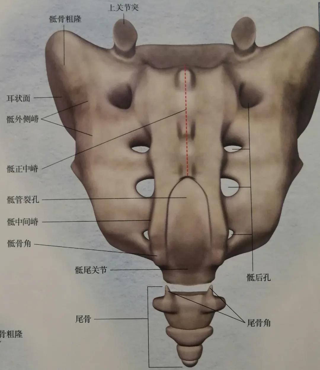 下方就是骶椎和尾椎,由于人类的进化,骶椎为了支撑体重逐渐密合成骶骨