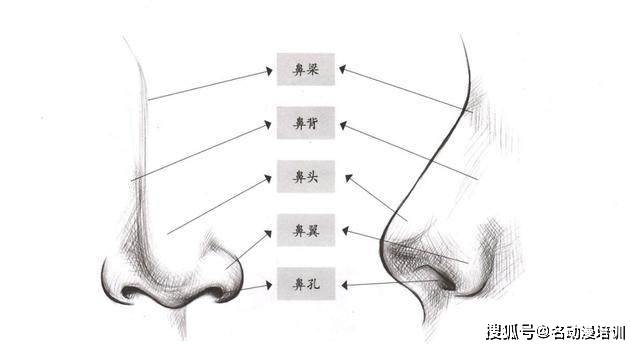 动漫人物的鼻子怎样画?