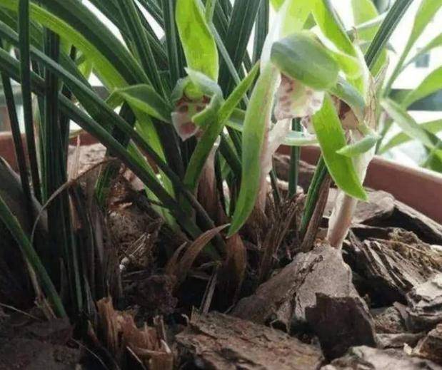 怎么养花才会更鲜 83d43dcc0b294c259444dbda71abb899.jpeg